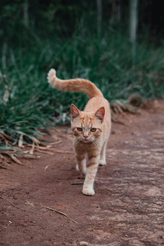 an orange cat walking down a dirt road, a picture, unsplash, renaissance, aged 2 5, australian, slightly pixelated, white male