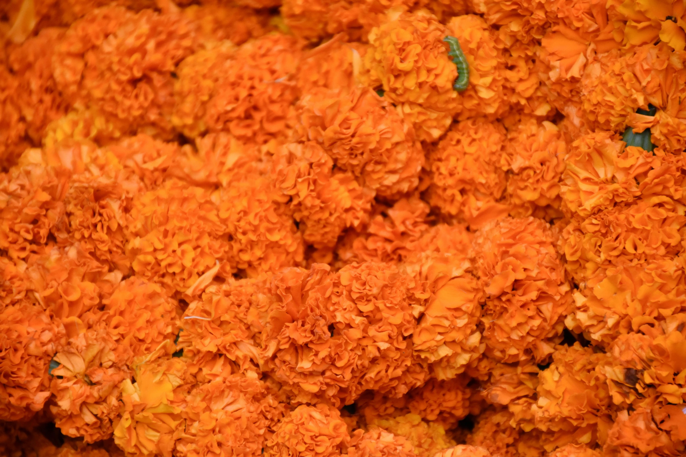 a close up of a bunch of orange flowers, by Meredith Dillman, hurufiyya, el dia los muertos, indore, dezeen, carnation