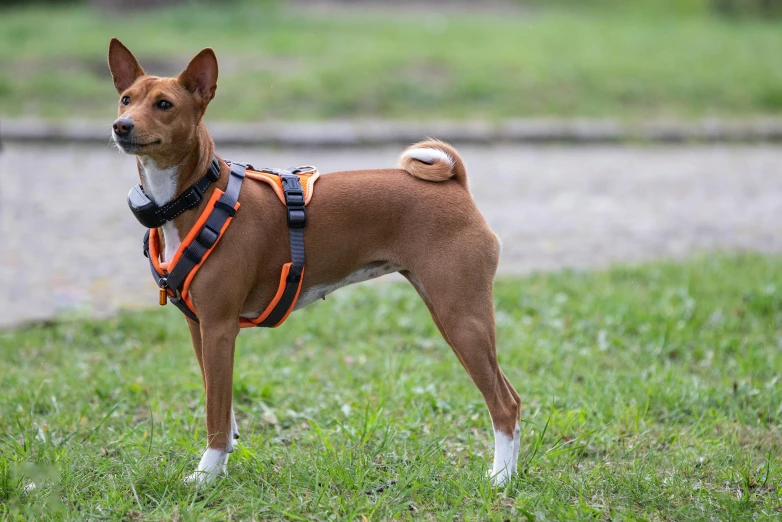 a small brown dog standing on top of a lush green field, by Emma Andijewska, shutterstock, body harness, square, orange and black, at a park