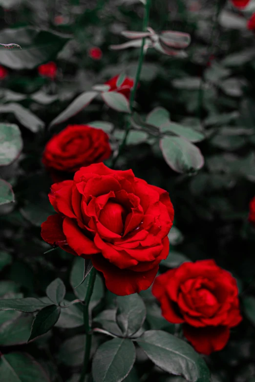 several red roses grow together in the green leaves