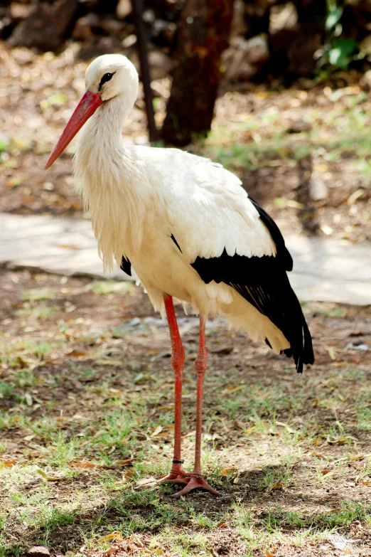 a large white bird standing on top of a grass covered field, sri lanka, long thin legs, aged 2 5, picture taken in zoo