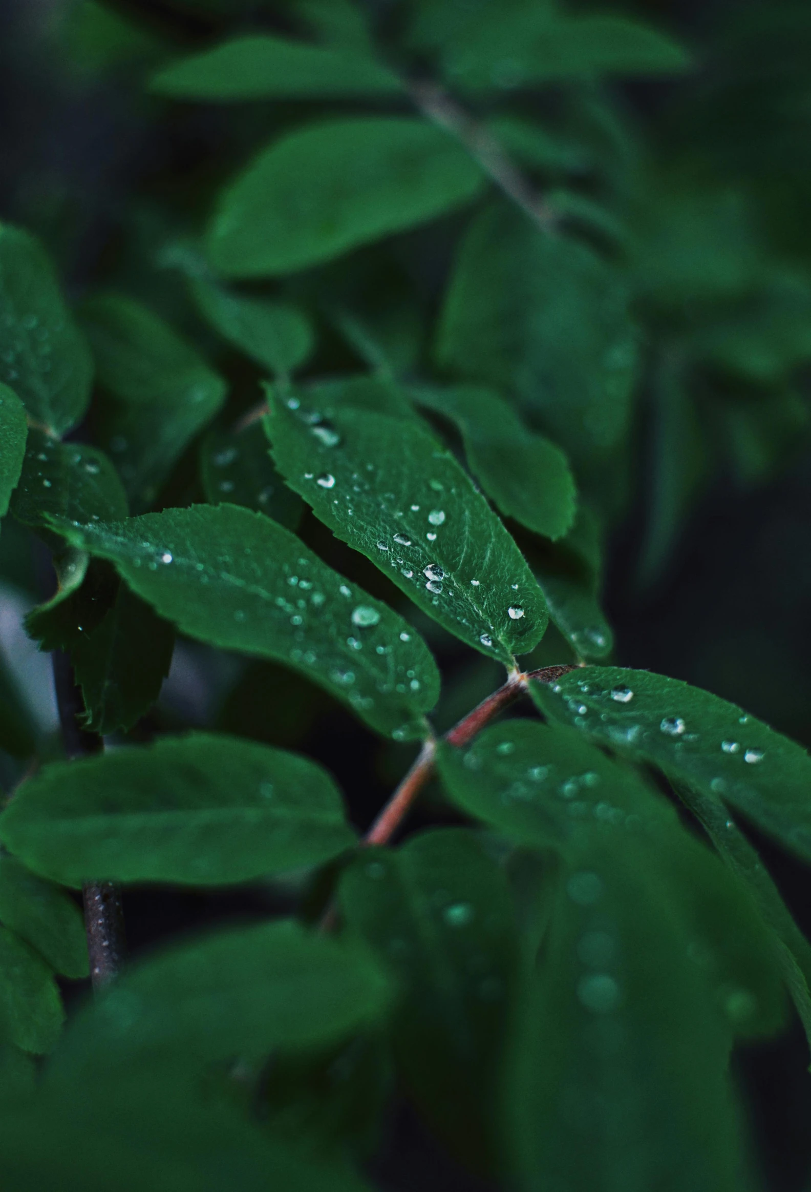 green leaves with water droplets on them, inspired by Elsa Bleda, unsplash, ilustration, cinematic shot ar 9:16 -n 6 -g, music video, alessio albi