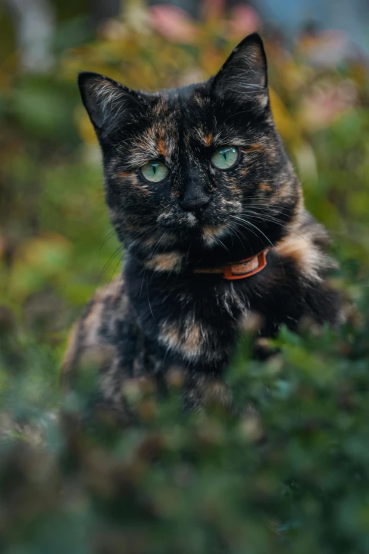 a cat that is laying down in the grass, a portrait, by Jan Tengnagel, unsplash, camouflage, focused on her neck, r / paintedminis, green and black