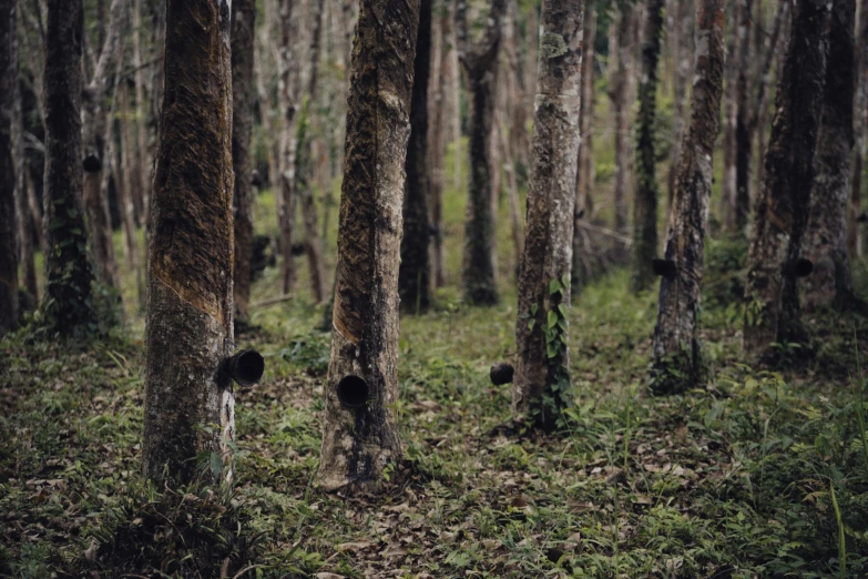 a forest filled with lots of tall trees, by Elsa Bleda, environmental art, background: assam tea garden, shot on hasselblad, tree stumps, still from nature documentary