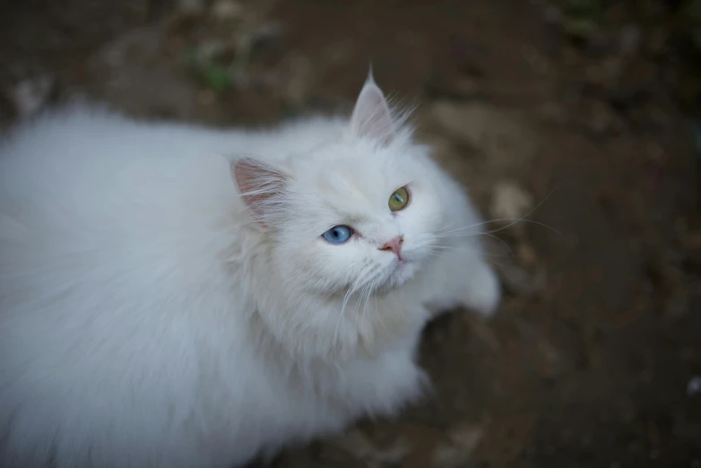 a white cat with blue eyes sitting on the ground, unsplash, multicolored, paul barson, an afghan male type, female beauty