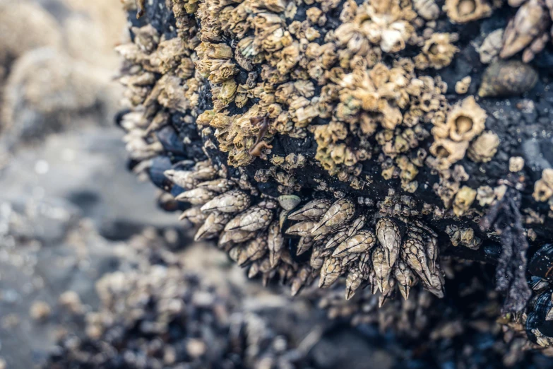 a bunch of mussels sitting on top of a rock, a macro photograph, by Adam Marczyński, unsplash, rose of jericho, hdr detail, fan favorite, monolithic granite spikes
