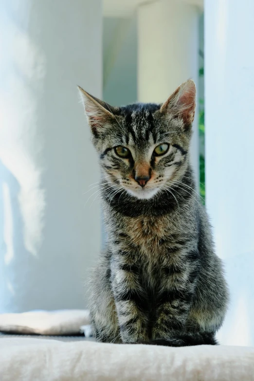 a cat sitting on top of a bed next to a window, short brown hair and large eyes, on a marble pedestal, wikimedia commons, taken in the early 2020s