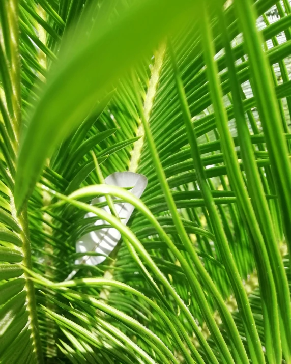 a white butterfly sitting on top of a palm tree, a screenshot, unsplash, hurufiyya, manicured solarpunk greenery, low quality photo, it\'s name is greeny, green pupills