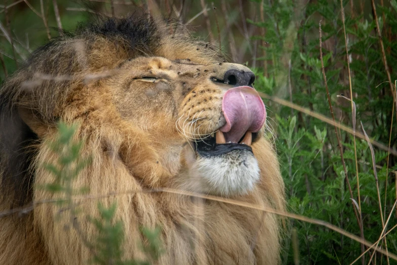 a close up of a lion sticking its tongue out, by Jan Tengnagel, pexels contest winner, fan favorite, scratching head, pink nose, slide show