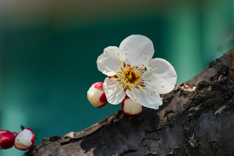 a white flower sitting on top of a tree branch, unsplash, hyperrealism, fruit, shot on sony a 7, brown, miniature product photo