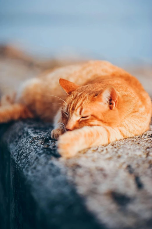 a cat that is laying down on the ground, unsplash, perched on a rock, orange hue, sleepy, getty images