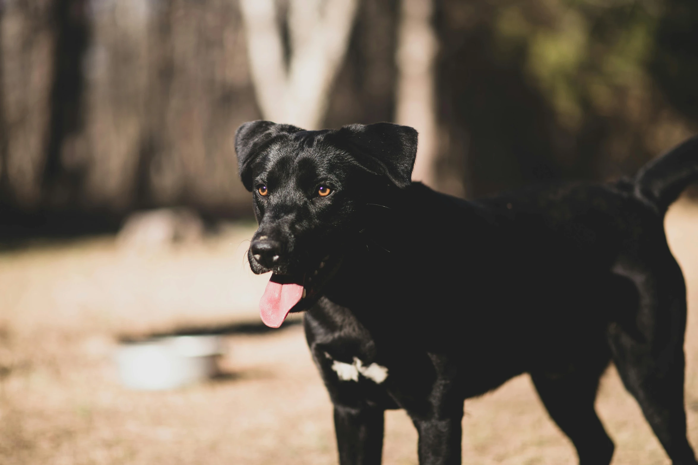 a black dog standing on top of a grass covered field, a portrait, unsplash, australian, tongue out, slightly pixelated, slightly sunny