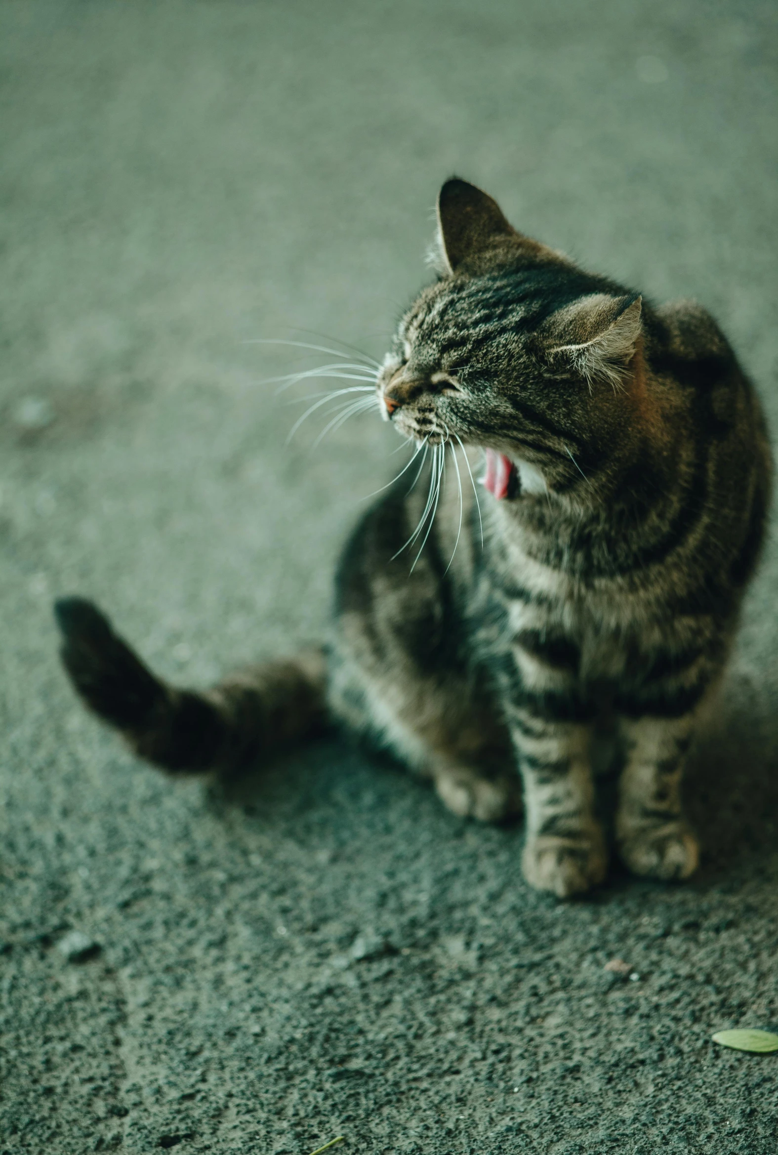 a cat sitting on the ground with its mouth open, pexels contest winner, renaissance, thick tail, sickly, flirting, plain background