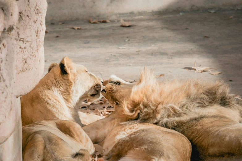 a couple of lions laying on top of each other, pexels contest winner, 🦩🪐🐞👩🏻🦳, woman, ready to eat, high quality photo