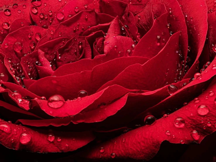 a close up of a red rose with water droplets, by Daniel Gelon, fan favorite, red jewelry, full body close-up shot, mega detailed