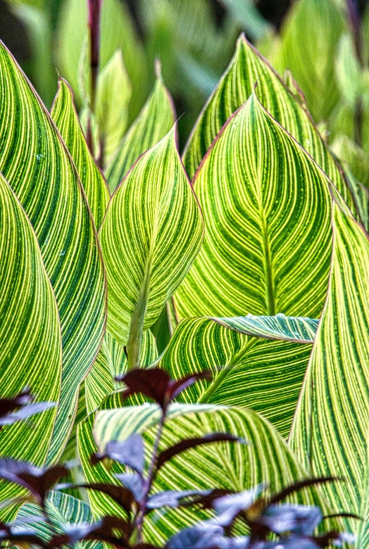 a close up of a plant with green leaves, vibrant patterns, striped, various sizes, vanilla