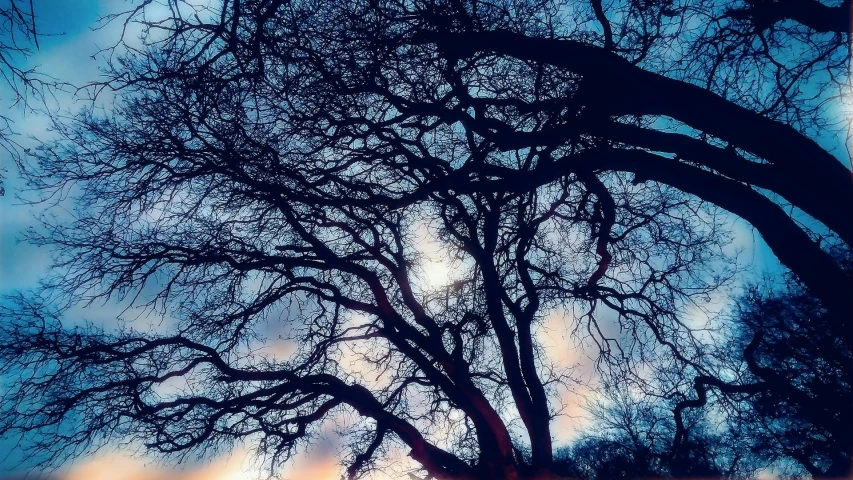 a red fire hydrant sitting next to a tree, a photo, inspired by Maxfield Parrish, aestheticism, blue sunset, with branches! reaching the sky, iphone picture, oak trees