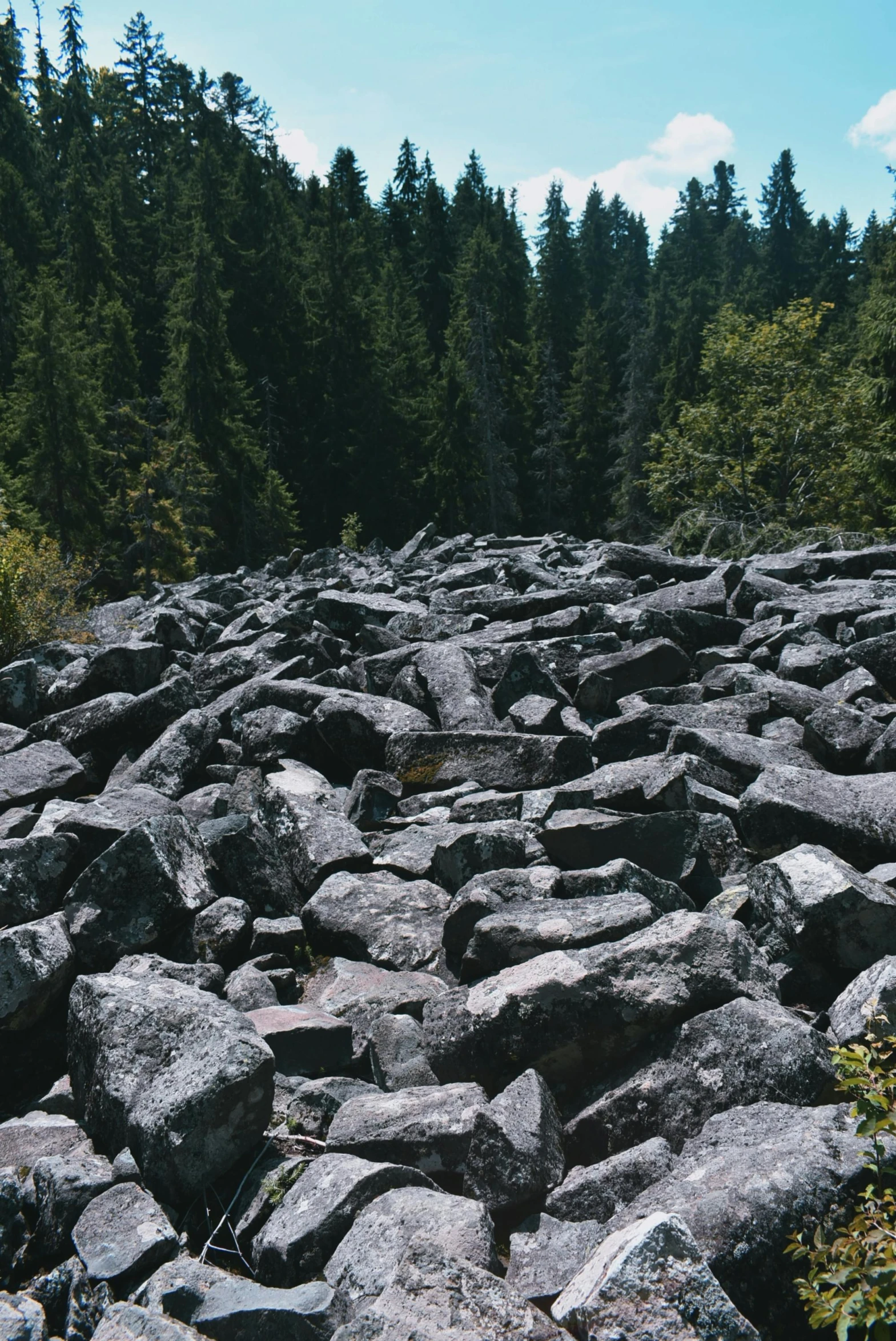 a large pile of rocks in the middle of a forest, black slime, washington, ((rocks)), promo image