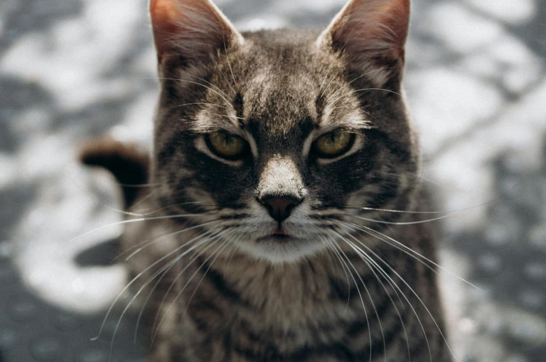 a close up of a cat looking at the camera, unsplash, scowling, grey, instagram post, front on