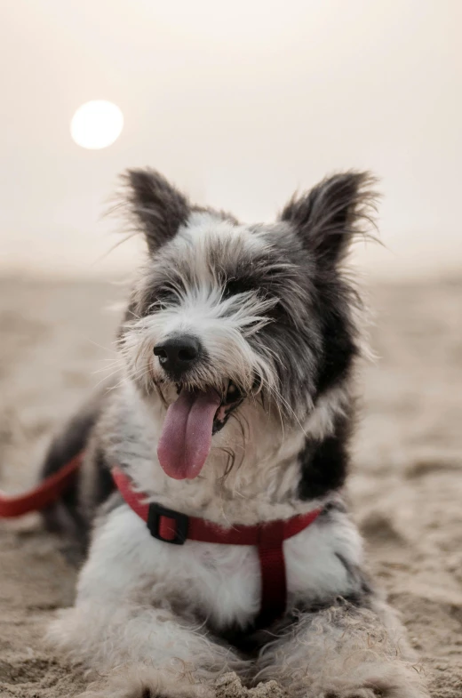 a small dog laying on top of a sandy beach, by Jan Tengnagel, pexels contest winner, smiling playfully, neck zoomed in, grey, summer evening