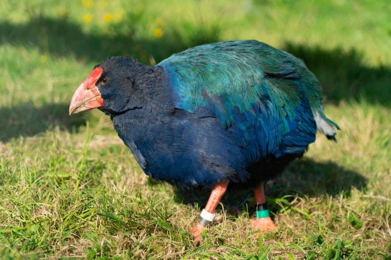 a bird that is standing in the grass, blue mohawk, giant kicking foot, coloured with lots of colour, black opal