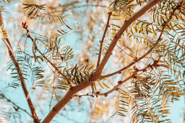 a tree with leaves blowing in the wind