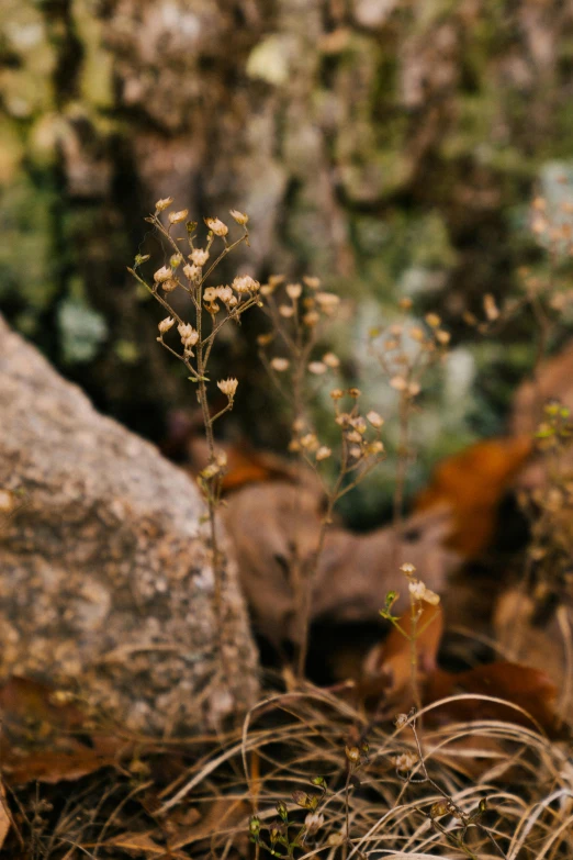 a teddy bear sitting on top of a pile of leaves, southern wildflowers, overgrown stone cave, cinematic shot ar 9:16 -n 6 -g, earthy