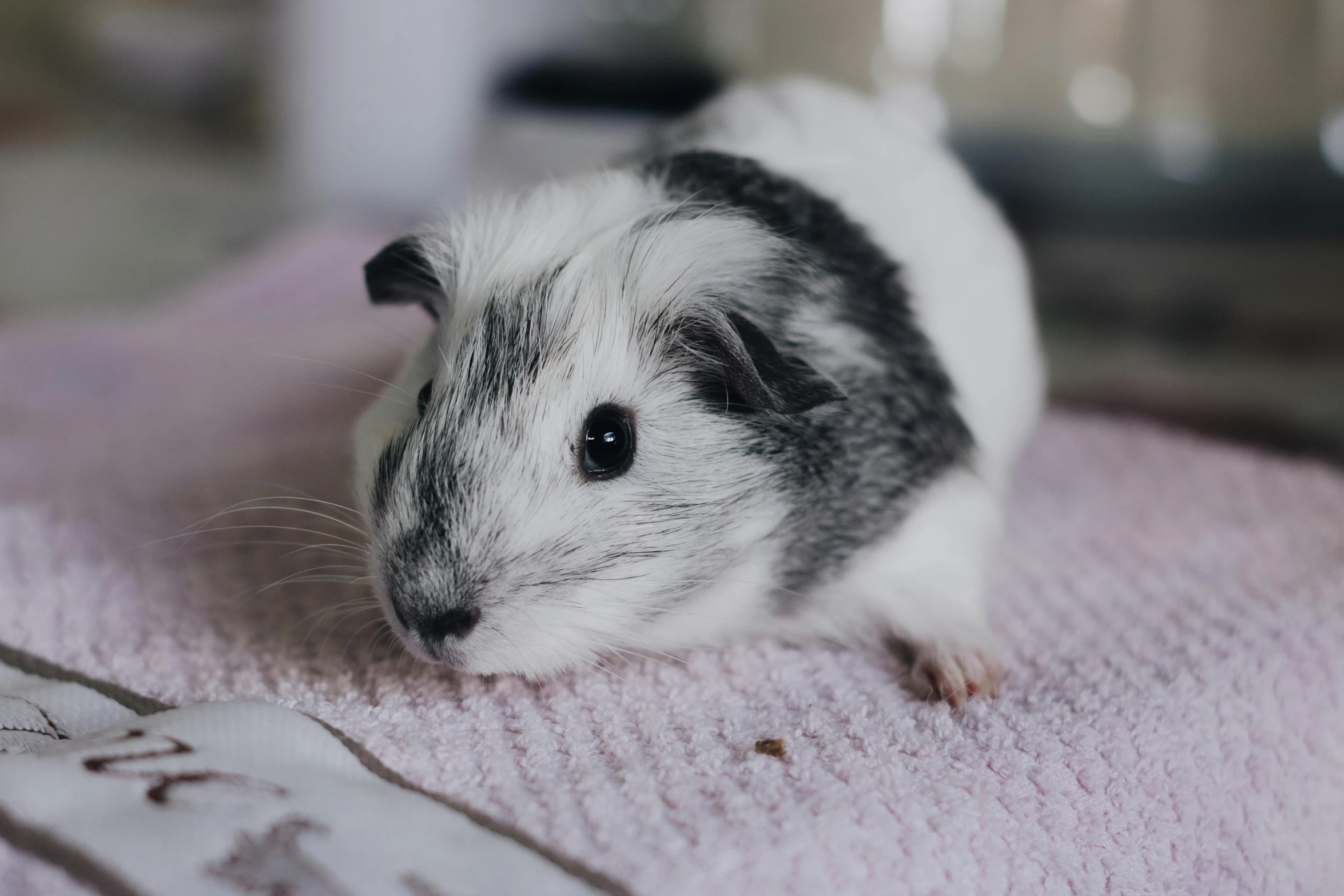 a small black and white guinea on a pink towel, a black and white photo, trending on pexels, white and grey, piggy, hamster, white shiny skin