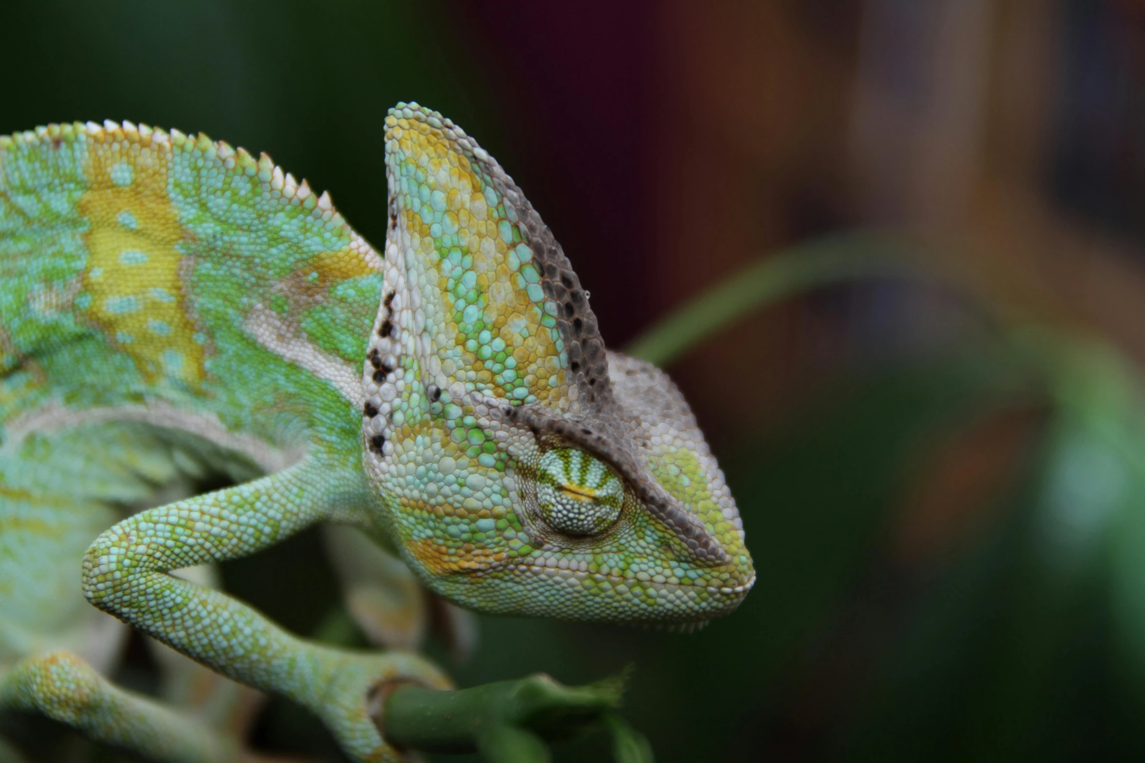 a close up of a chamelon on a branch, a colorized photo, pexels contest winner, greenish skin, madagascar, gold and green, young male