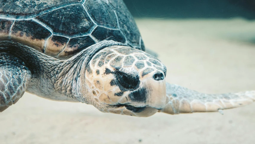 a close up of a turtle on a sandy surface, pexels contest winner, hurufiyya, great barrier reef, panels, closeup of face, 🦑 design