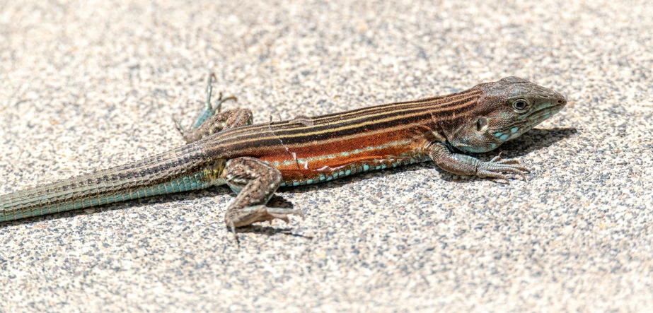 a lizard that is sitting on the ground, by Gwen Barnard, pexels contest winner, renaissance, striped orange and teal, mullet, brown, long tail