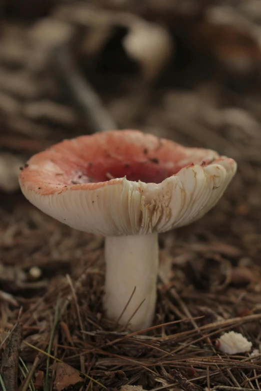 a tiny mushroom sits in the dirt and debris