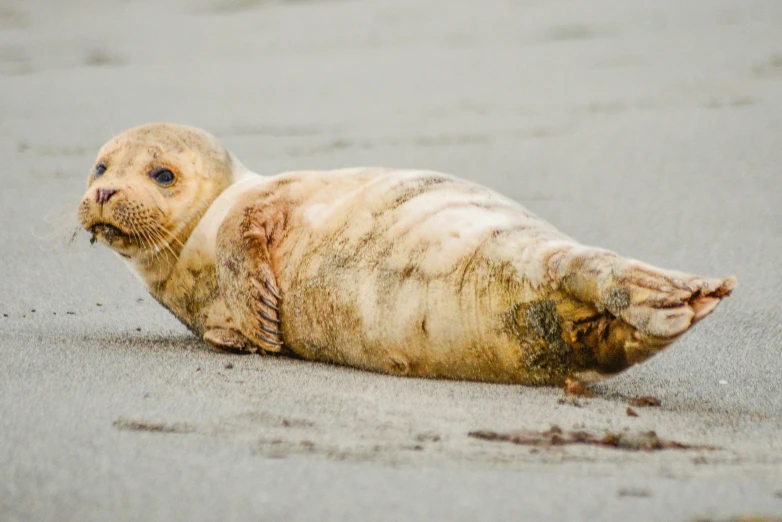 a seal laying on top of a sandy beach, by Kristin Nelson, shutterstock contest winner, calf, seattle, white, tan