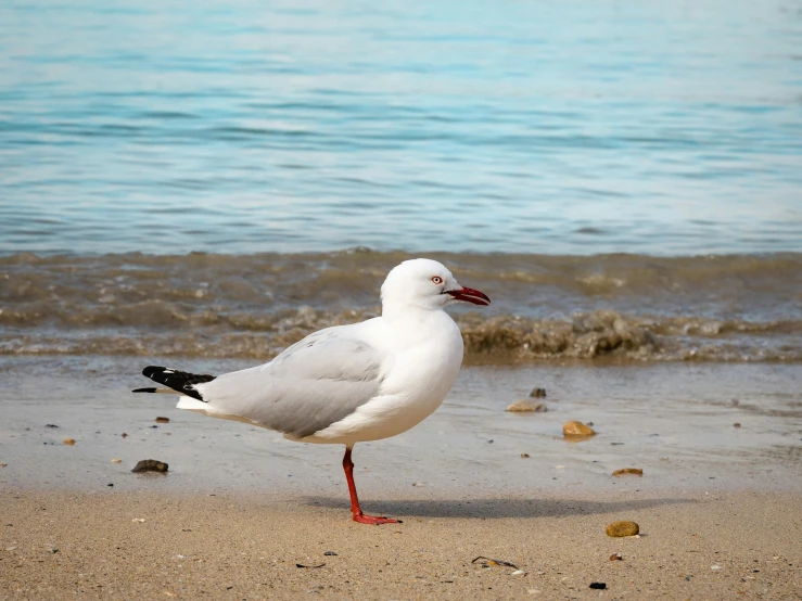 a white bird standing on top of a sandy beach, standing next to water, manly, beaches, whirling