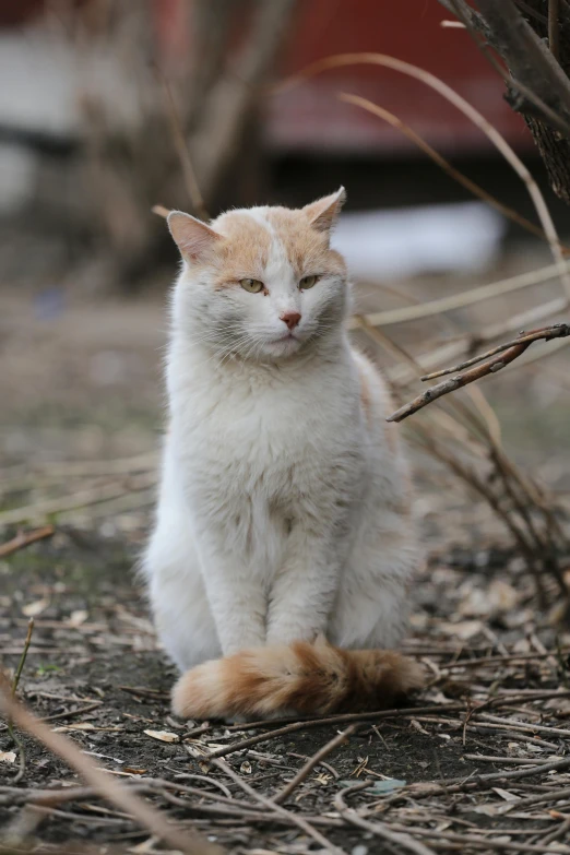 a white and orange cat sitting on the ground, paul barson, muddy fur, old male, not smiling