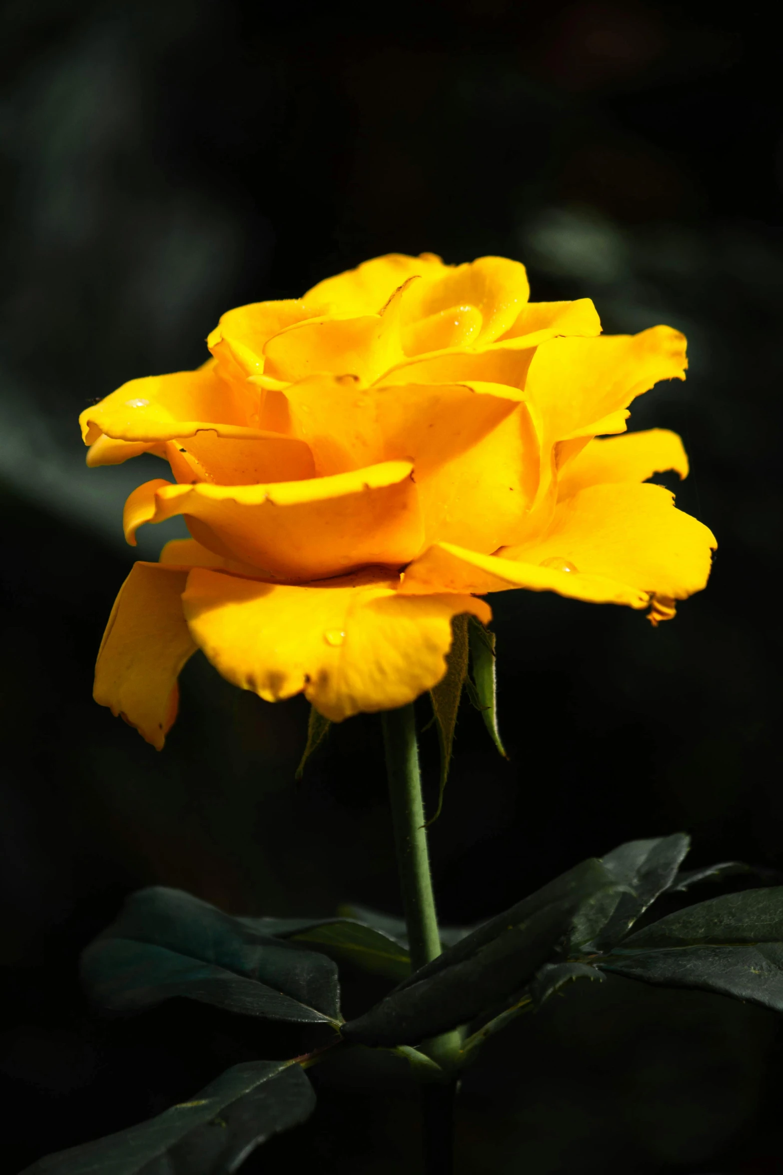 a close up of a yellow rose on a stem, slide show