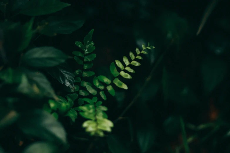 green plants with light shining in the background