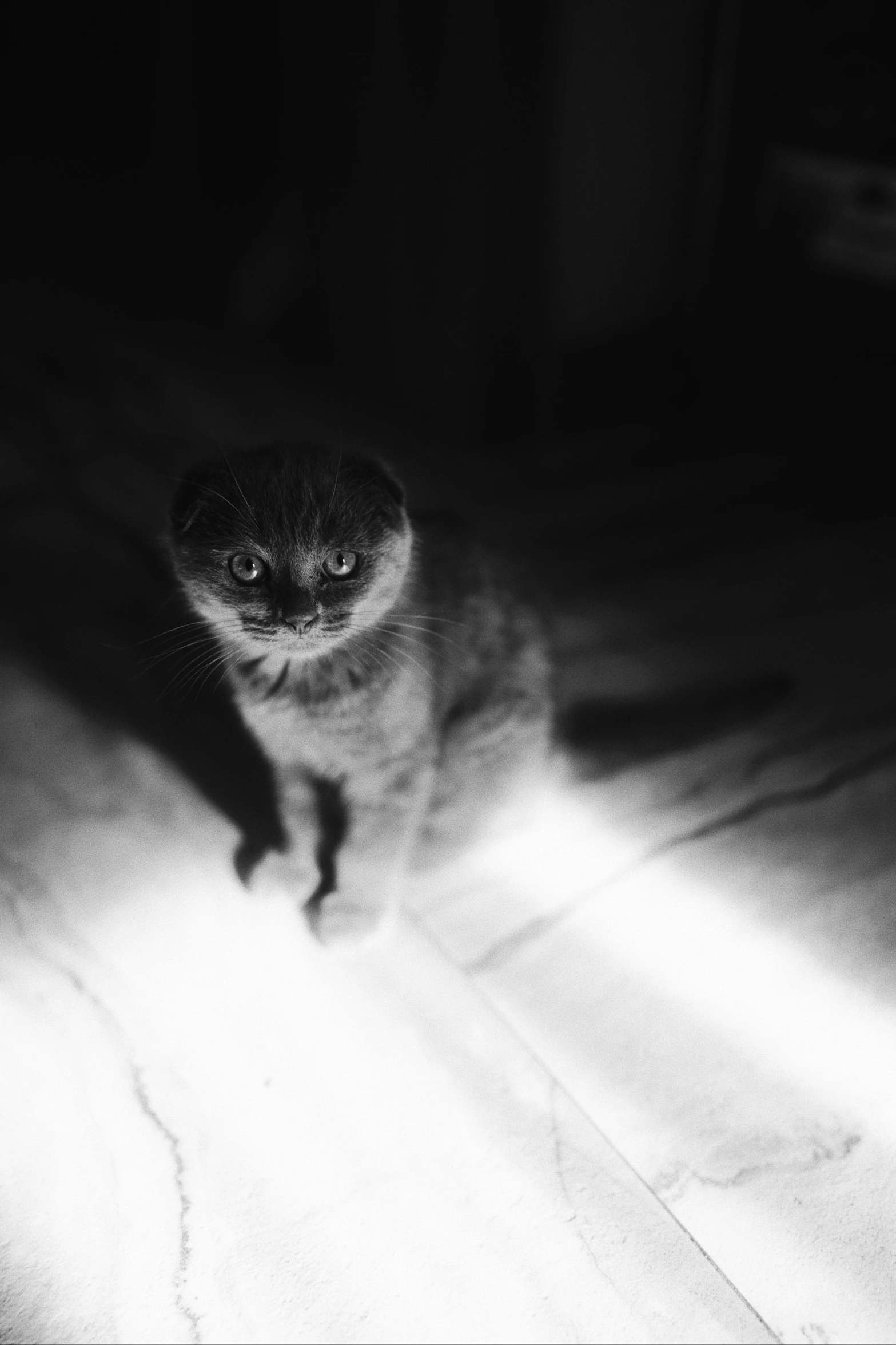 a black and white photo of a cat in the dark, by Muggur, medium format. soft light, scottish fold, light leak, an angry