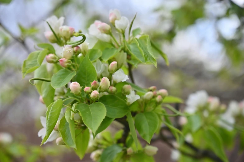 a close up of a bunch of flowers on a tree, slide show, green and white, background image, fruit trees