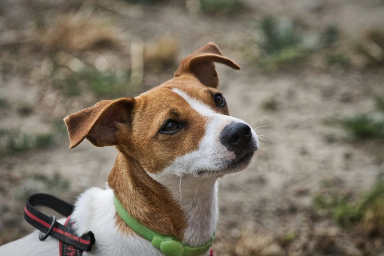 a brown and white dog wearing a green collar, unsplash, small ears, looking off into the distance, australian, rectangle