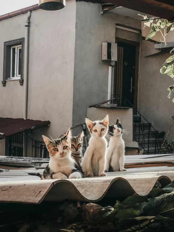 a group of cats sitting on top of a roof, by Niko Henrichon, pexels contest winner, renaissance, super cute and friendly, bosnian, on sidewalk, natural light outside