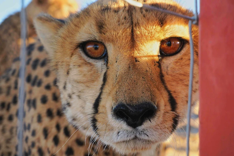 a close up of a cheetah behind a fence, facing the camera, facing camera, instagram post, featured