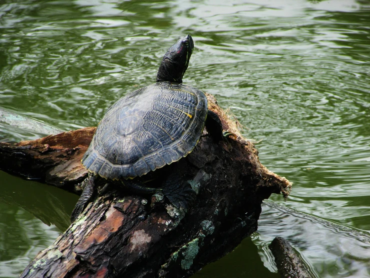 a turtle sitting on top of a log in the water, by Carey Morris, pexels contest winner, fan favorite, in sao paulo, on a pedestal, donatello