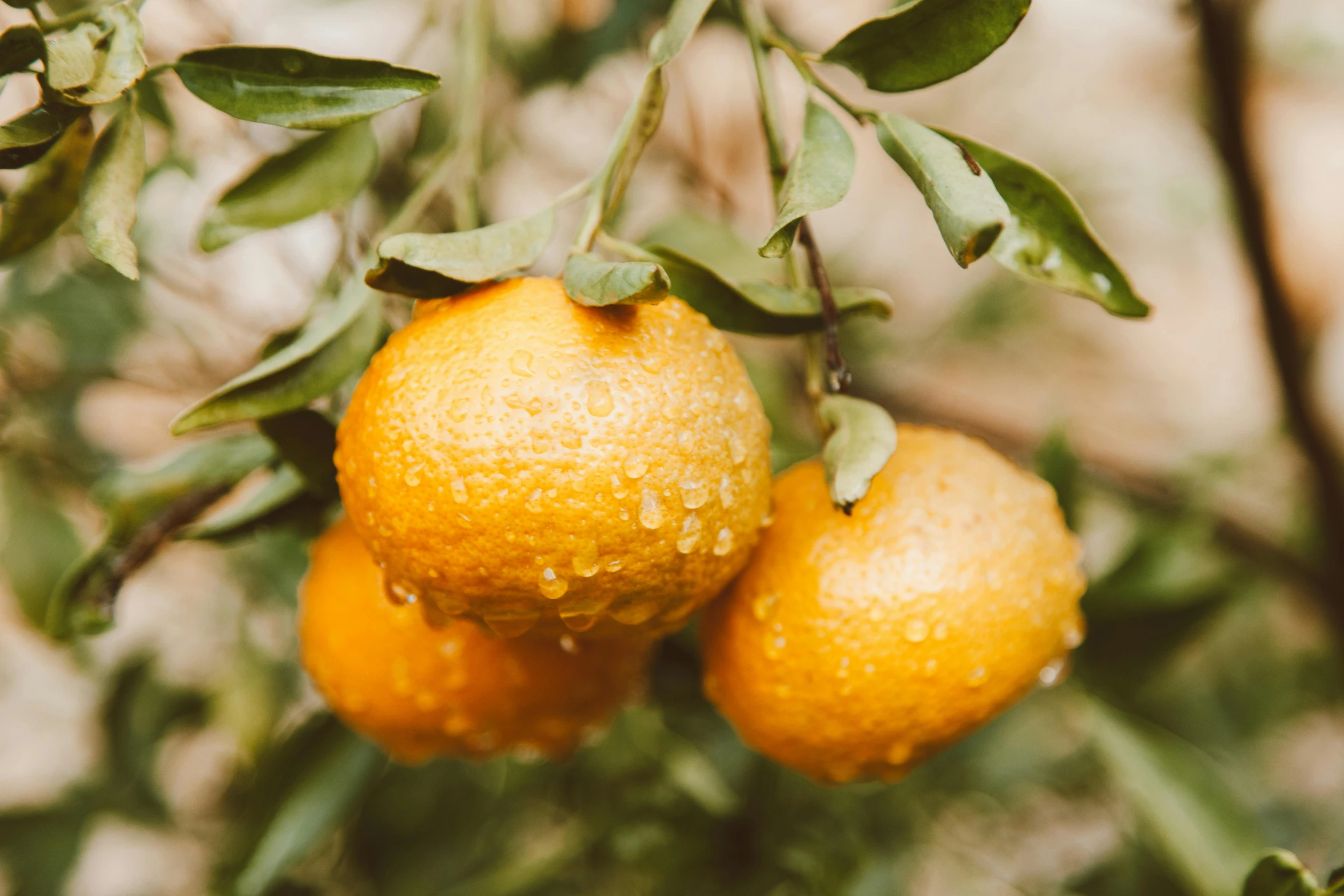 a bunch of oranges hanging from a tree, a portrait, trending on pexels, avatar image, background image, wet climate, close up of iwakura lain