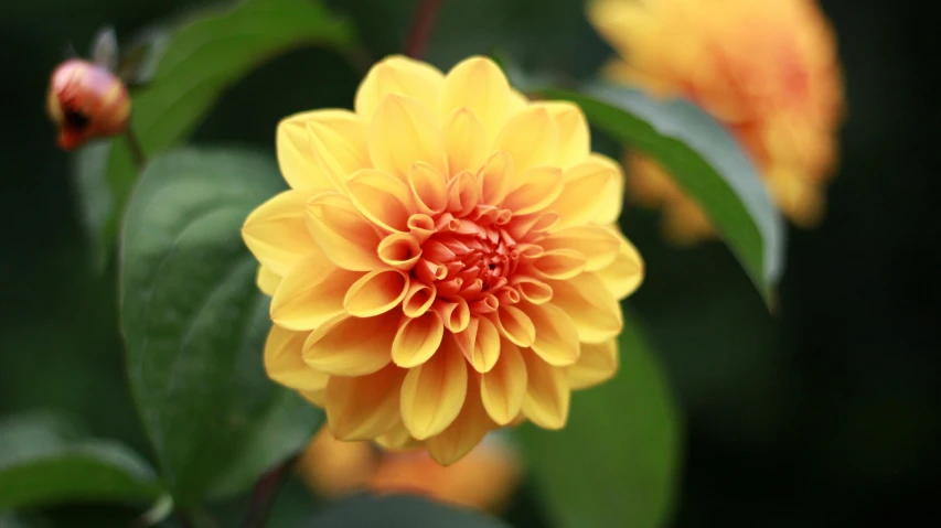 a close up of a yellow flower with green leaves, unsplash, dahlias, taken in the late 2010s, (light orange mist), ornamental