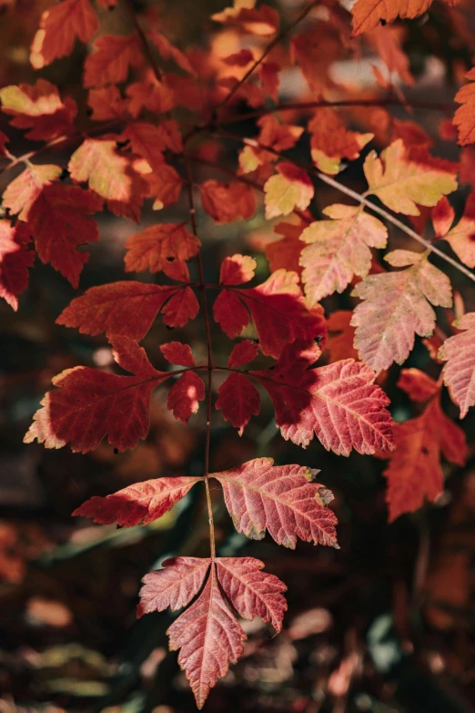 a bunch of red and yellow leaves hanging from a tree, trending on pexels, baroque, pale red, half image, vivid)