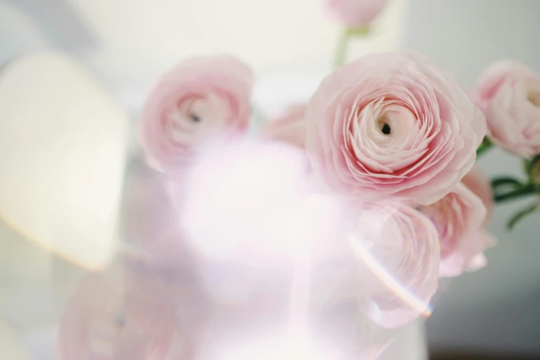pink roses in white vase with sunlight flares