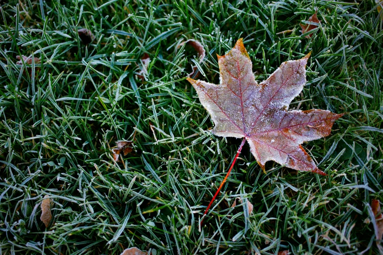 a leaf that is laying in the grass, inspired by Arthur Burdett Frost, pexels, seasons!! : 🌸 ☀ 🍂 ❄, maple tree, fall-winter 2015-2016, extreme cold