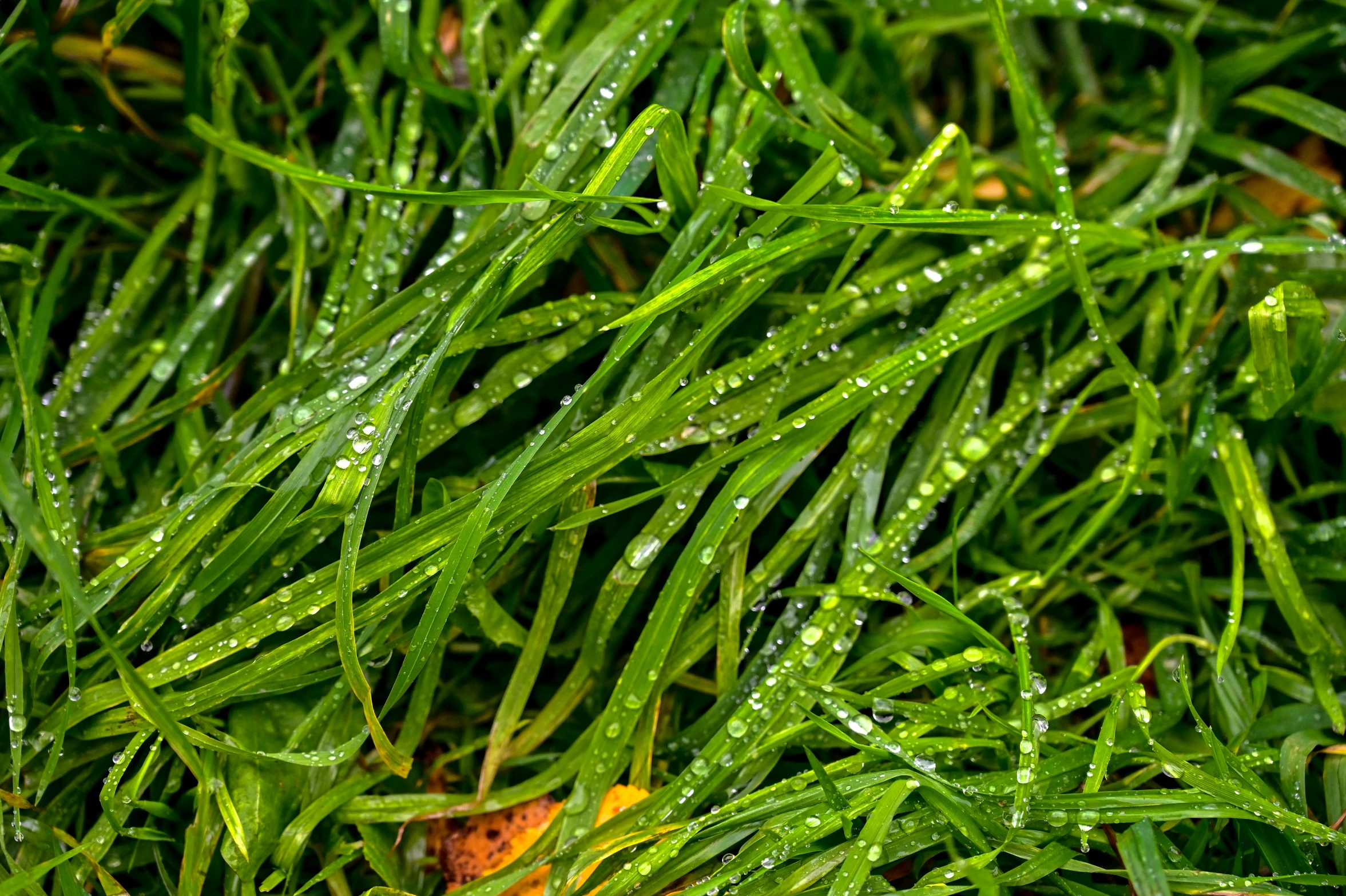 a close up of a bunch of green grass, by Jan Rustem, pexels, lots of raindrops, avatar image, seaweed, high resolution photo