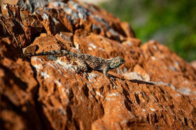 a lizard that is sitting on a rock, by Gwen Barnard, pexels contest winner, australian tonalism, rocky terrain, in the sun, panels, close up shot a rugged